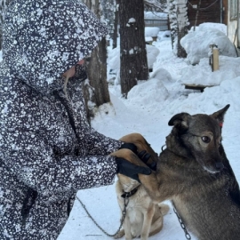Новогодний благотворительный марафон «Поможем хвостикам вместе!»